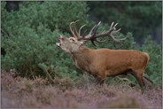 der Platzhirsch... Rothirsch *Cervus elaphus*