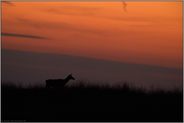 Stille... Kahlwild *Cervus elaphus*