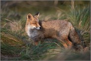rückblickend... Rotfuchs *Vulpes vulpes*
