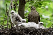 auf Wachposten... Sperber *Accipiter nisus*