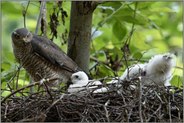 munteres Treiben... Sperber *Accipiter nisus*