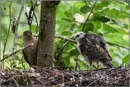 wer guckt denn da... Sperber *Accipiter nisus*