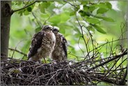 in der Mauser... Sperber *Accipiter nisus*