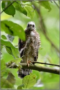 mit großen Augen... Sperber *Accipiter nisus*