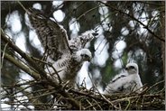 rasante Entwicklung... Sperber *Accipiter nisus*
