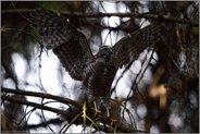 flügge... Jungsperber *Accipiter nisus*