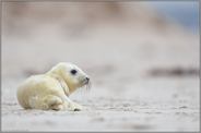 am weiten Sandstrand... Kegelrobbe *Halichoerus grypus*