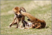 Rangelei unter Füchsen... Rotfüchse *Vulpes vulpes*