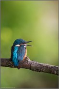 fordernd... Eisvogel *Alcedo atthis*