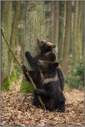 im Wettbewerb... Europäische Braunbären *Ursus arctos*