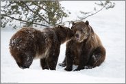 Geheimnisse... Grizzly *Ursus arctos horribilis*