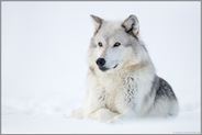 ein Wolf... Timberwolf *Canis lupus*