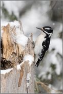 Holzarbeiter... Haarspecht *Picoides villosus* sitzt an einem morschen Baumstumpf, Yellowstone NP; USA