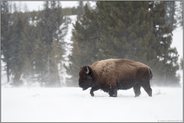 Winter im Yellowstone... Amerikanischer Bison *Bison bison*