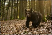 stürmisch... Europäischer Braunbär *Ursus arctos*
