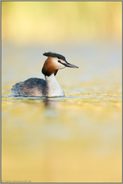 die Sonne scheint... Haubentaucher *Podiceps cristatus*