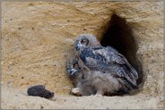 der Igel... Europäischer Uhu *Bubo bubo*