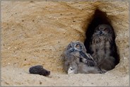 Gemütlichkeit... Europäischer Uhu *Bubo bubo*