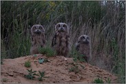 drei, wie die Orgelpfeifen... Europäischer Uhu *Bubo bubo*