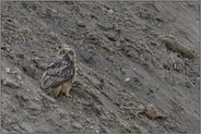 im Schutt... Europäischer Uhu *Bubo bubo*
