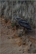 vor dem Abflug... Europäischer Uhu *Bubo bubo*