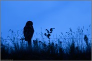 nächtlicher Jäger in Feld und Flur... Europäischer Uhu *Bubo bubo*