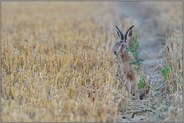 vorsichtiger Blick... Feldhase *Lepus europaeus*