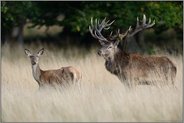 vielsagende Blicke... Rotwild *Cervus elaphus*