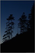 gegen den Nachthimmel... Bergwald *Alpen*