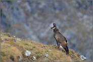 im Hochgebirge... Gämse *Rupicapra rupicapra*