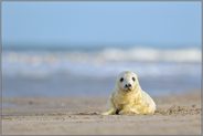 am weiten Sandstrand... Kegelrobbenbaby *Halichoerus grypus* auf der Helgoländer Düne