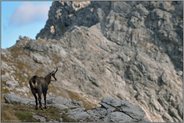 spätabends am Gipfelgrat... Gämse *Rupicapra rupicapra* weit oberhalb der Baumgrenze