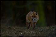 dämmerungsaktiv... Rotfuchs *Vulpes vulpes* auf dem Weg durch's Fuchsrevier