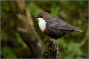 am Uferrand... Wasseramsel *Cinclus cinclus* auf Sitzwarte