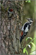 erwartungsvoll... Buntspecht *Dendrocopos major*, Jungvogel wird von Altvogel gefüttert