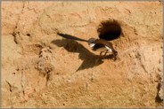 Abflug... Uferschwalbe *Riparia riparia* verlässt ihre Bruthöhle