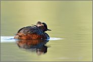 im Ausguck... Schwarzhalstaucher *Podiceps nigricollis* mit Küken