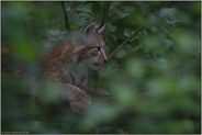 unbeobachtet... Eurasischer Luchs *Lynx lynx* versteckt sich im Baum