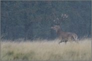im Regen... Rothirsch *Cervus elaphus* mit hellen Kerzen / Geweihenden