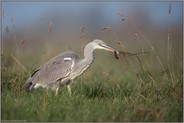 erfolgreiche Jagd... Graureiher *Ardea cinerea* mit erbeuteter Maus