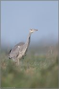 typisch... Graureiher *Ardea cinerea* in einer Wiese aus der Mäuseperspektive