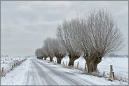 knorrige Kopfbäume... Bislicher Insel *Nordrhein-Westfalen* im Winter bei Schnee und Eis
