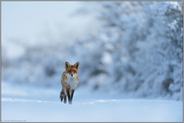 der Wanderer... Rotfuchs *Vulpes vulpes* , Fuchs in tief verschneiter Landschaft