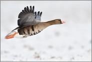 auf breiten, kräftigen Schwingen... Blässgans *Anser albifrons* im Flug flach über schneebedecktem Boden
