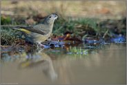 den Kopf im Nacken... Kiefernkreuzschnabel *Loxia pytyopsittacus* trinkt aus einer Pfütze