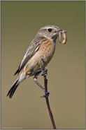 mit Futter im Schnabel... Schwarzkehlchen *Saxicola torquata*, Weibchen auf der Spitze eines Strauches
