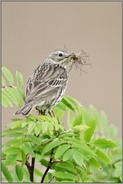 den Schnabel voll... Wiesenpieper *Anthus pratensis* mit Beute