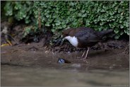 heimlich... Wasseramsel *Cinclus cinclus* auf Nahrungssuche im Uferbereich