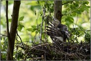 mit Sorgfalt... Sperber *Accipiter nisus* bei der Gefiederpflege