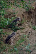 große Überraschung... Europäischer Uhu *Bubo bubo*, Jungvögel verlassen ihr Tagesversteck
